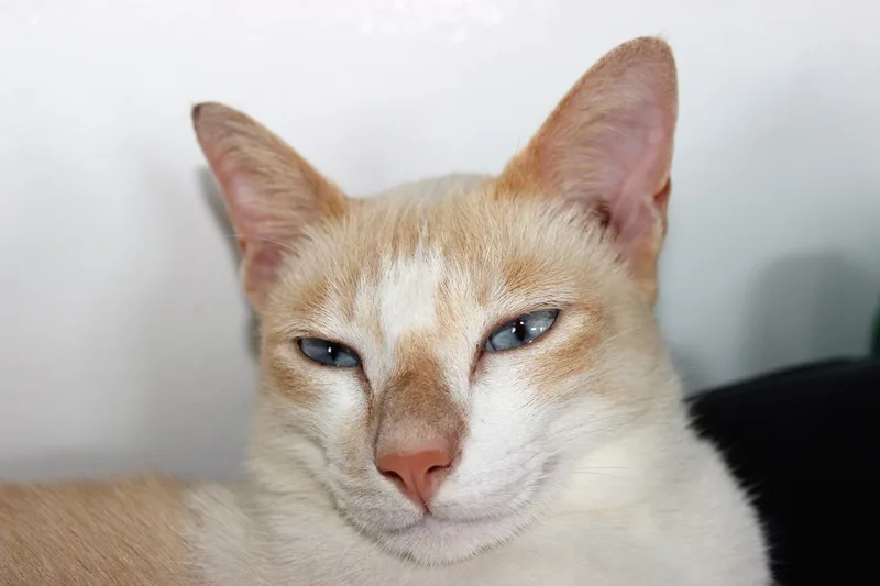 mr. white the boat cat
