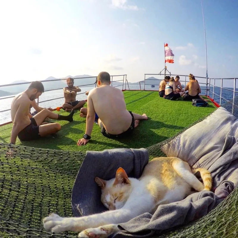 mr. white sleeps while students brief on the boat's roof top