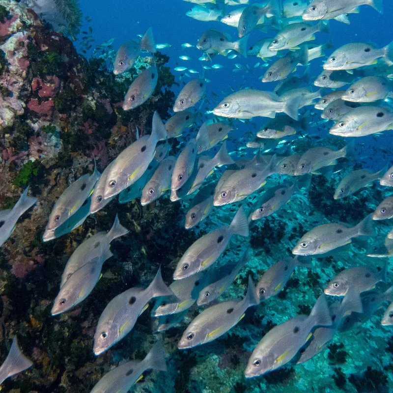 Koh Tao sattakut 742 ship wreck