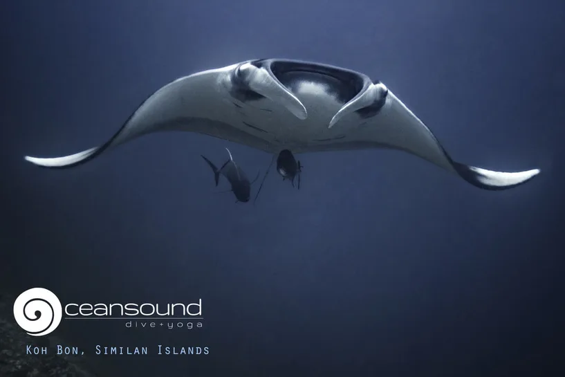 manta ray swims toward divers at koh bon