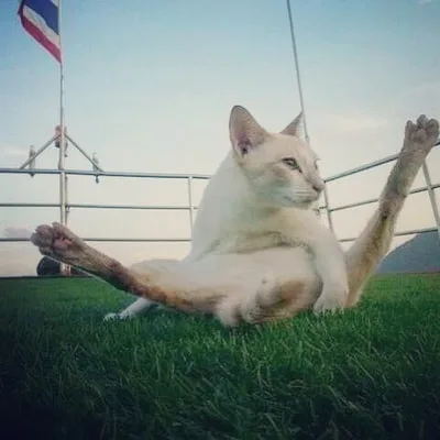 ocean sound boat cat cleaning himself
